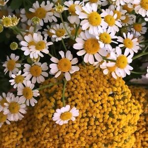 Meet your Posher, Krista